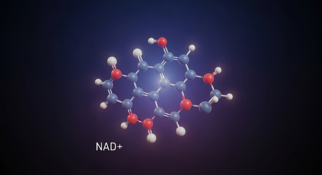 Longevity research aging molecular model of coenzyme on dark background