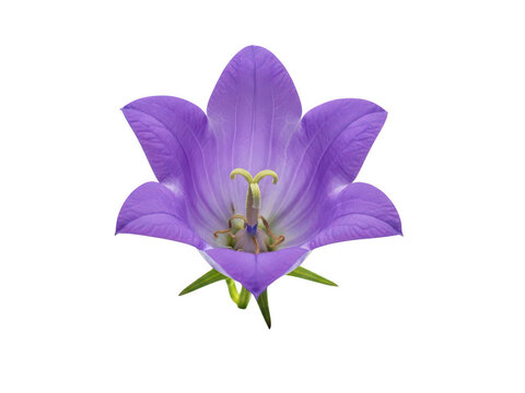 Single beautiful purple bellflower blossom isolated on a white background isolated on transparent background