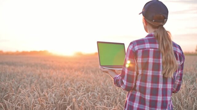 Back view of female farmer holding laptop with green screen chroma key against wheat field background during golden hour. Grain crop analysis, agribusiness, agricultural field analytics, farmer's work