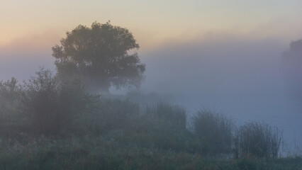 A serene landscape captures a lone tree and lush vegetation shrouded in thick, mysterious morning fog beside a calm riverbank © Александр Арендарь
