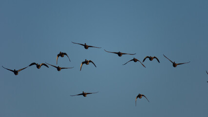 Fototapeta premium A flock of ten birds flies high in the clear blue sky during the evening