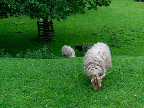 Several Hungarian Racka sheep, Ovis aries, grazing across a green meadow beneath a mature oak tree. A large horned sheep with long wool dominates the foreground, while white and black sheep feed behin