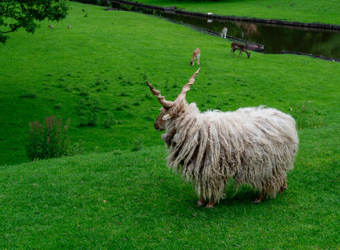 Hungarian Racka sheep, Ovis aries, standing on a green meadow with long curly wool and distinctive corkscrew horns. Fallow deer graze near a pond in the background, creating a mixed farm and wildlife 