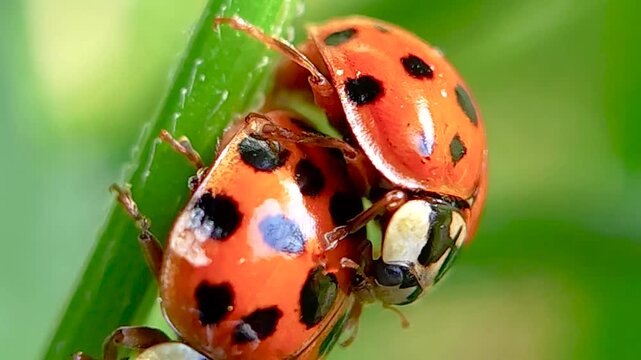 무당벌레,짝짓기,교미,Ladybug, Mating, Copulation