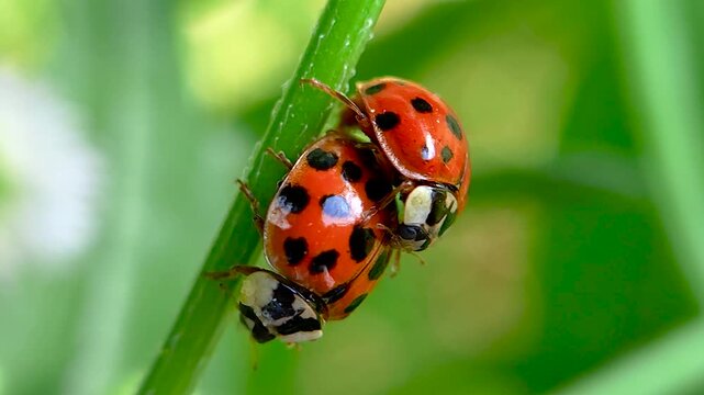 무당벌레,짝짓기,교미,Ladybug, Mating, Copulation