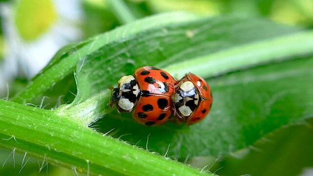 무당벌레,짝짓기,교미,Ladybug, Mating, Copulation