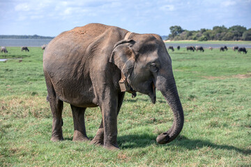 Fototapeta premium A matriarch elephant fitted with GPS tracking collar feeding on lush grassland within Minneriya National Park at Habarana in central Sri Lanka. The elephant is used to monitor herd movements.