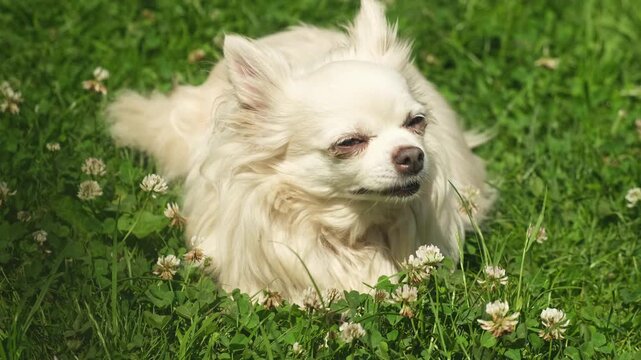 Chihuahua dog basking in the sun walking in summer