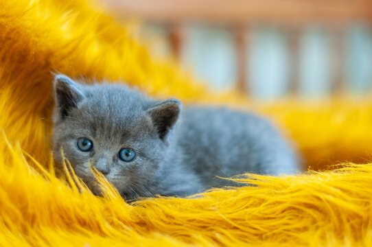 Curious gray kitten crouching on a yellow blanket with focused blue eyes