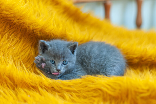 Playful gray kitten sticking out its tongue with raised paw