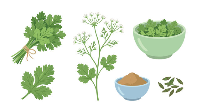 Culinary cilantro herbs set including bunch, seeds, and powder bowls.