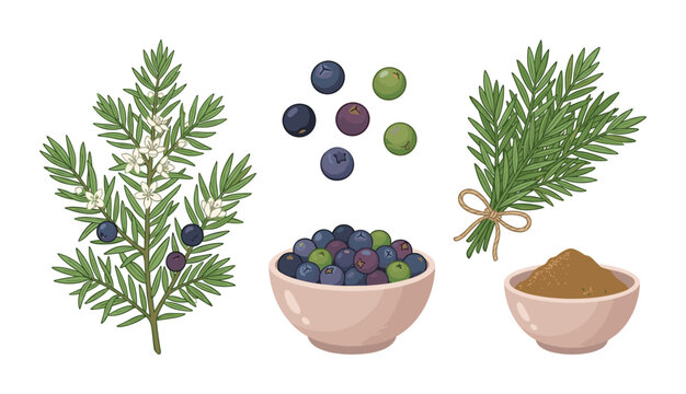 Botanical set of juniper berries branch and spice powder illustration