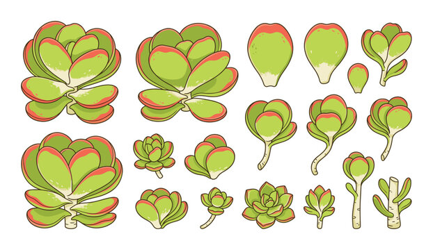 Green jade plant succulent illustration set with leaves and rosettes