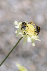 Three bumblebees foraging on the flower of a giant scabious (Cephalaria gigantea). Valuable bee plant. © Amalia Gruber