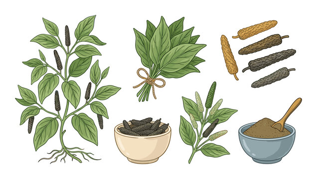 Botanical set of long pepper plant, dried pods, leaves, and ground powder