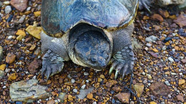 Macro shot of a snapping turtle resting on rocky riverbank in wild habitat.