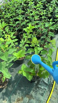 Gardener watering potted hydrangea plants in greenhouse