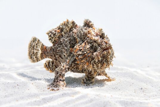 A camouflaged frogfish standing on white sand, displaying its unique textured skin and fins.