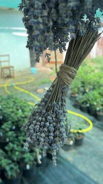 Dried lavender bunch hanging in greenhouse for drying