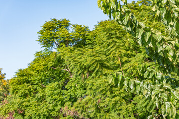 Fototapeta premium Beautiful green leaves of jacaranda trees growing under clear blue sky in summer with copy space