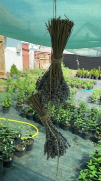 Dried lavender bouquets hanging in greenhouse