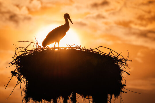 Silhouette of a white stork in its nest with glowing sun in the background