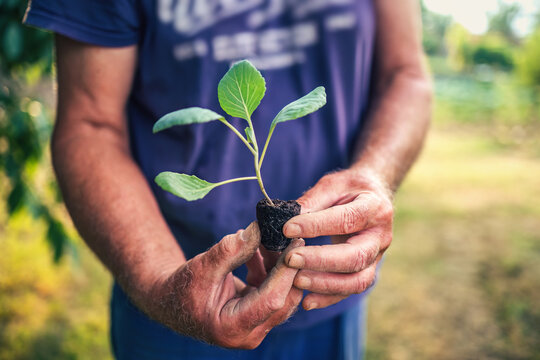 Farmer holding a single green cabbage seedling in hand before planting