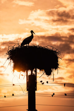 Silhouette of a white stork in a nest against a dramatic sunset sky, vertical view