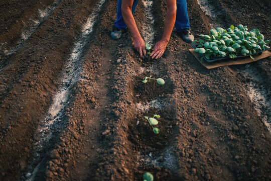 High angle view of farmer hands planting green cabbage seedlings in garden beds