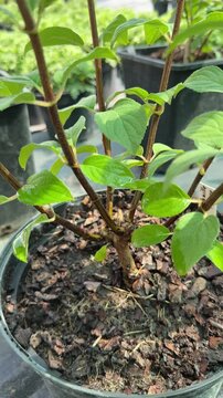 Close up of potted plant rotating in greenhouse