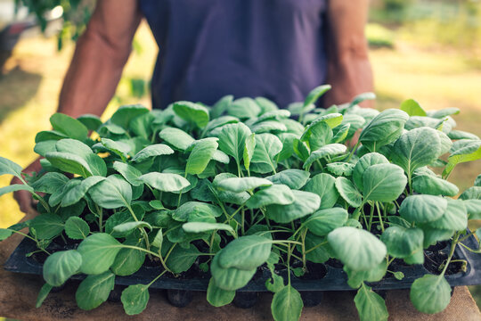 Farmer holding a tray of green cabbage seedlings ready for planting