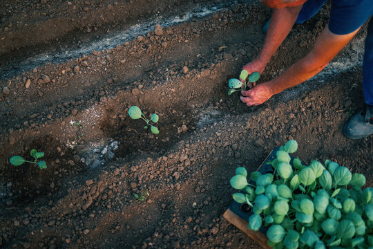 High angle view of farmer hands planting cabbage seedlings in soil beds