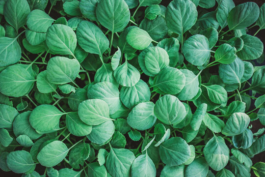 Top view of fresh green cabbage seedlings growing in a garden
