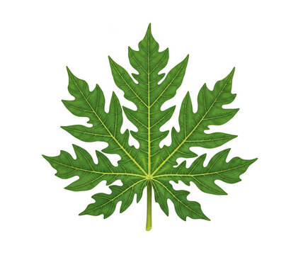 Papaya leaf, a large, vibrant green palmately lobed leaf