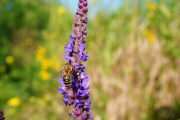 A bee collects nectar from a sage. © Станислав 
