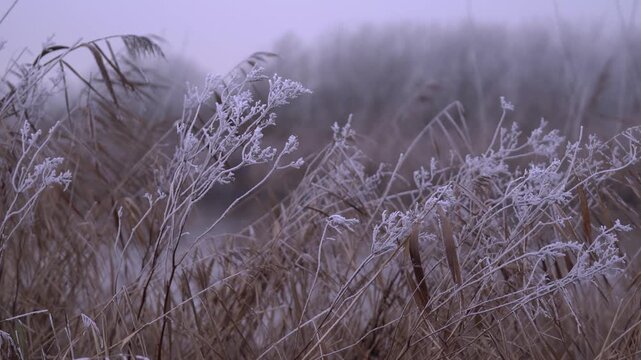 Frost-Covered Dry Reeds and Wild Grasses in a Frozen Winter Landscape on a Very Cold Day.