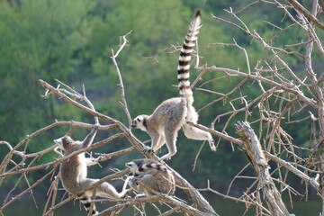 Fototapeta premium Lemurs are sitting on a tree branch.