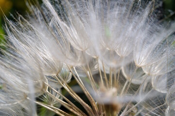 Obraz premium Fluffy dandelion in close-up. Macro photography.