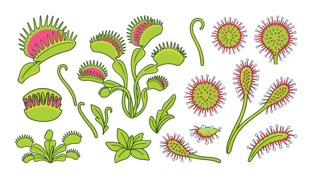 Carnivorous plant set with Venus flytrap and sundew illustrations