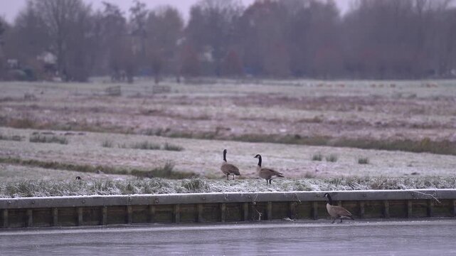 Canada Geese on the Frosty Bank of a Frozen Canal in the Dutch Countryside During Winter.