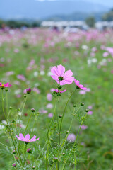 Fototapeta premium Beautiful pink cosmos flowers blooming in autumn field with green mountains and soft sky background