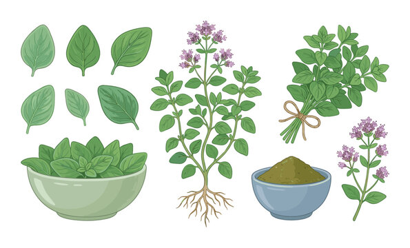 Botanical illustration of oregano plant, roots, fresh bunch, and spice powder in bowls.