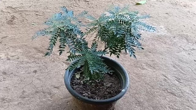 Side View of a Potted Medicinal Curry Leaf Plant, Heen Karapincha and Weda Karapincha Murraya koenigii, Growing in a Backyard Garden Container