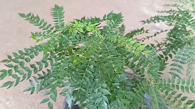 Macro Close Up of Medicinal Curry Leaf Foliage, Heen Karapincha and Weda Karapincha Murraya koenigii Leaflets Showing Natural Texture and Veins