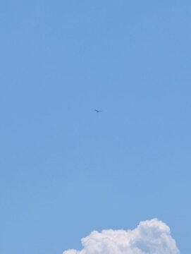 Inquadratura minimalista di un uccello solitario che vola alto nel cielo azzurro e limpido, sopra il profilo di una nuvola bianca. La clip evoca un senso di libert&agrave;
