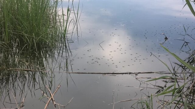 Mesmerizing water striders glide across a tranquil, glass-like pond. Gentle ripples distort the beautiful sky reflection. Perfect serene nature footage for relaxing and calming video projects.