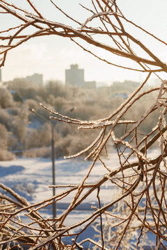 Ice covered branches with distant city skyline