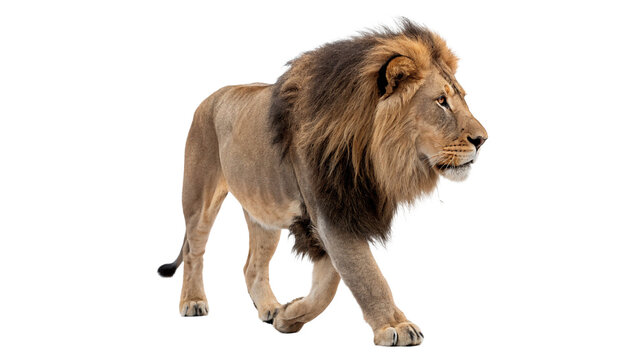 Majestic adult male lion standing African wildlife predator big cat isolated on transparent background