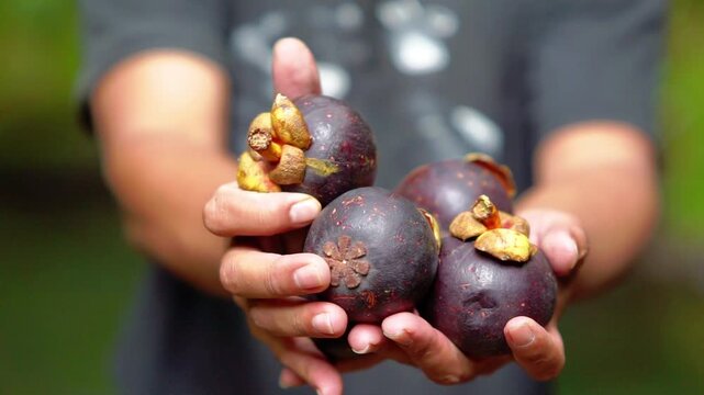 Enjoying mangosteen (Garcinia mangostana) a tropical fruit that is purple and sweet.