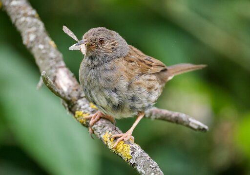Dunnock Perched with Moths in Its Beak